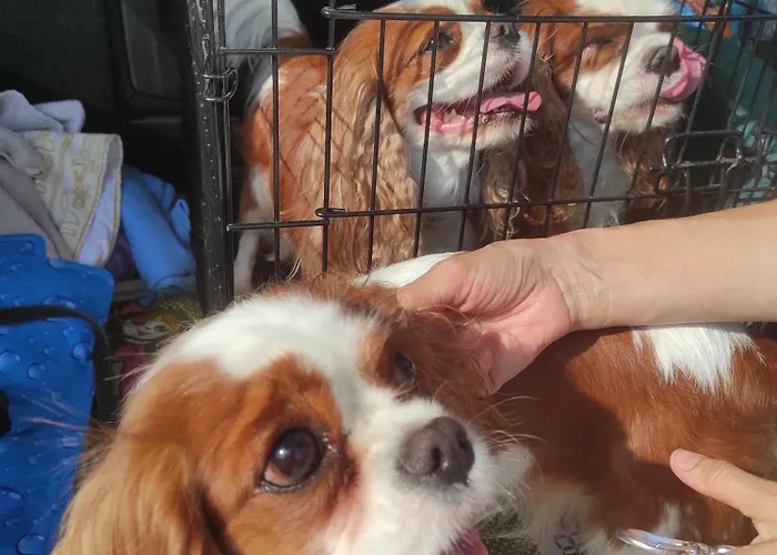 Πανσιόν ваканционни къщи'на брега' On The Coast *